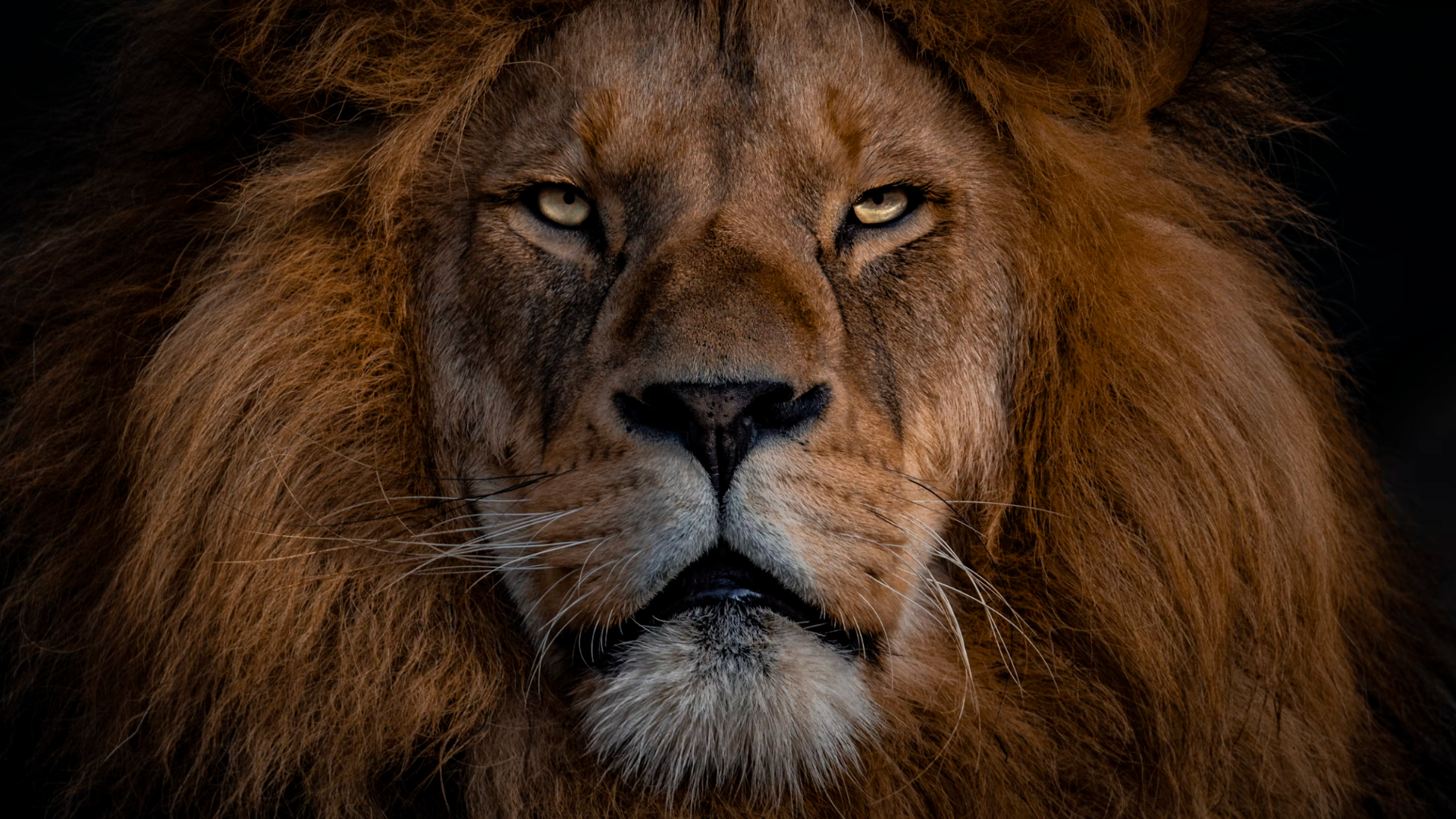 How Tanzanian Wildlife Shapes Daily Life in the Serengeti